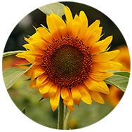 Jess Berliner - Biomimicry Course Designer