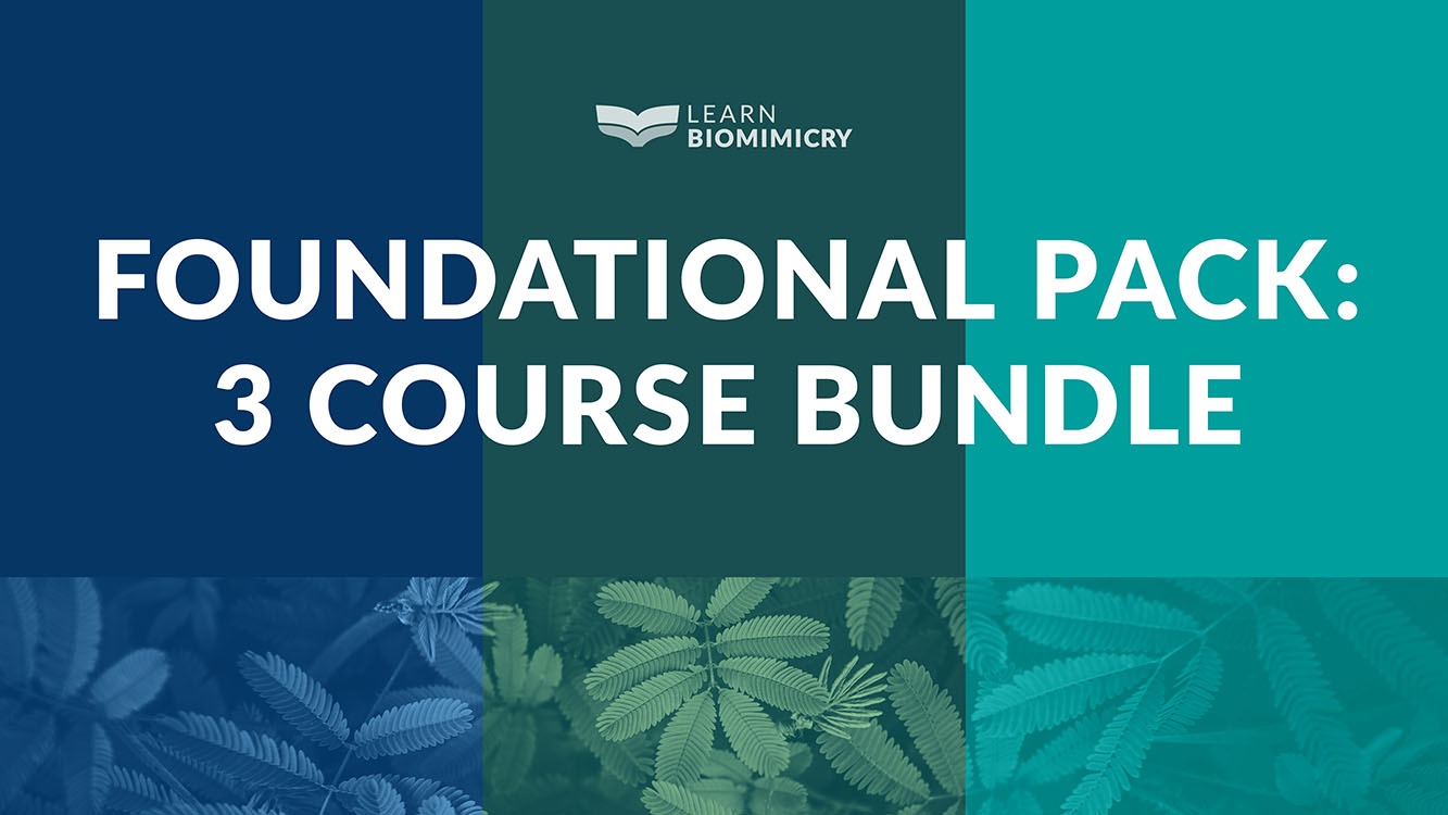 Online Biomimicry Short Course Set