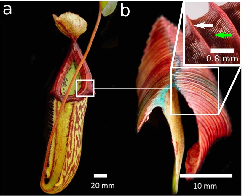 Microscopic view of pitcher plant peristome locking in lubricating water