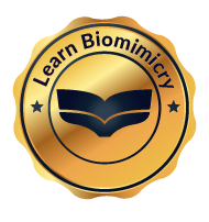 Biomimicry Course Certificate