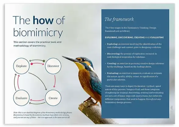 How does biomimicry work