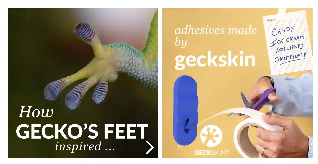 Gecko's feet adhesion - an example of Biology to Design in Biomimicry