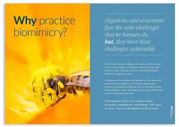 Why practice biomimicry?