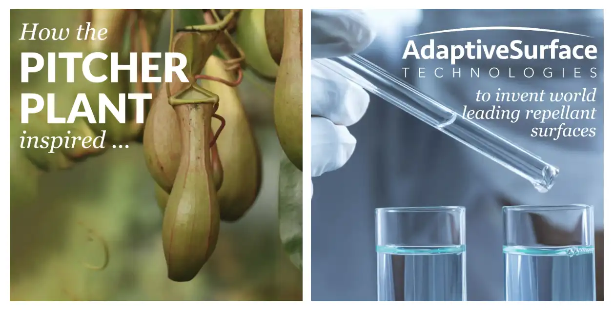 Pitcher plant as biological inspiration for SLIPS technology