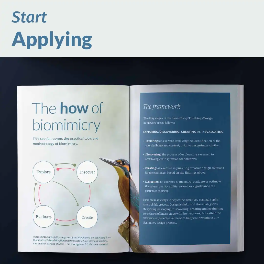 Download the free A Field Guide to Biomimicry eBook