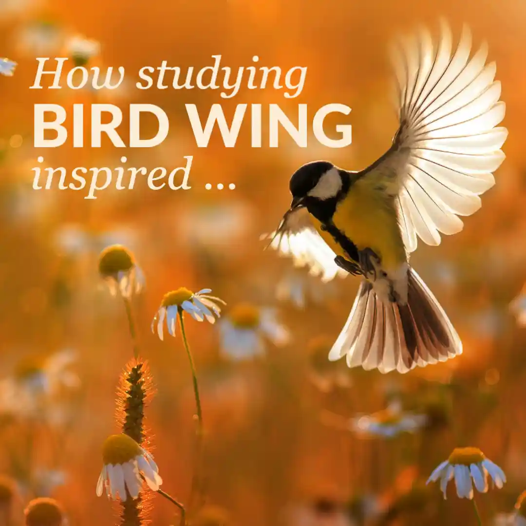 Leonardo da Vinci flying machine sketches and Wright brothers airplane inspired by bird flight anatomy image 1