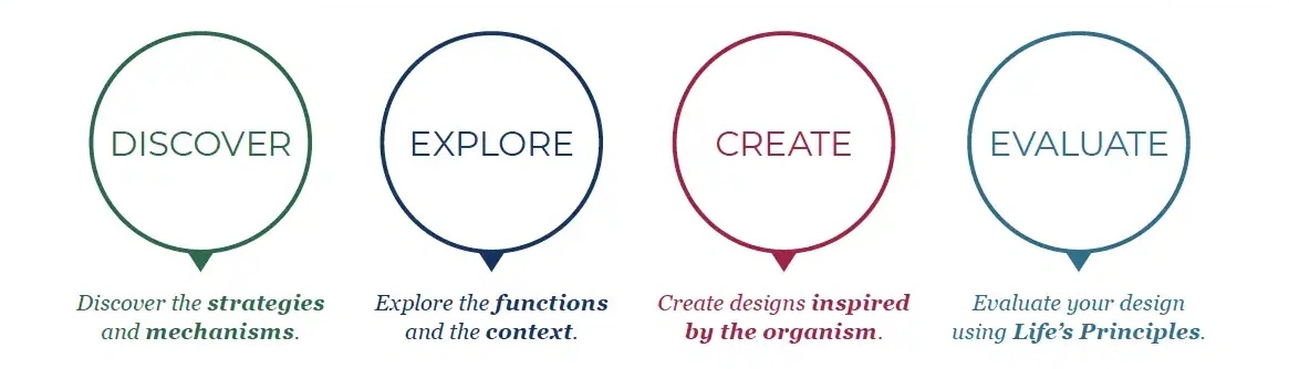The 4 stages of the Biomimicry Design Framework: Discover, Explore, Create, Evaluate