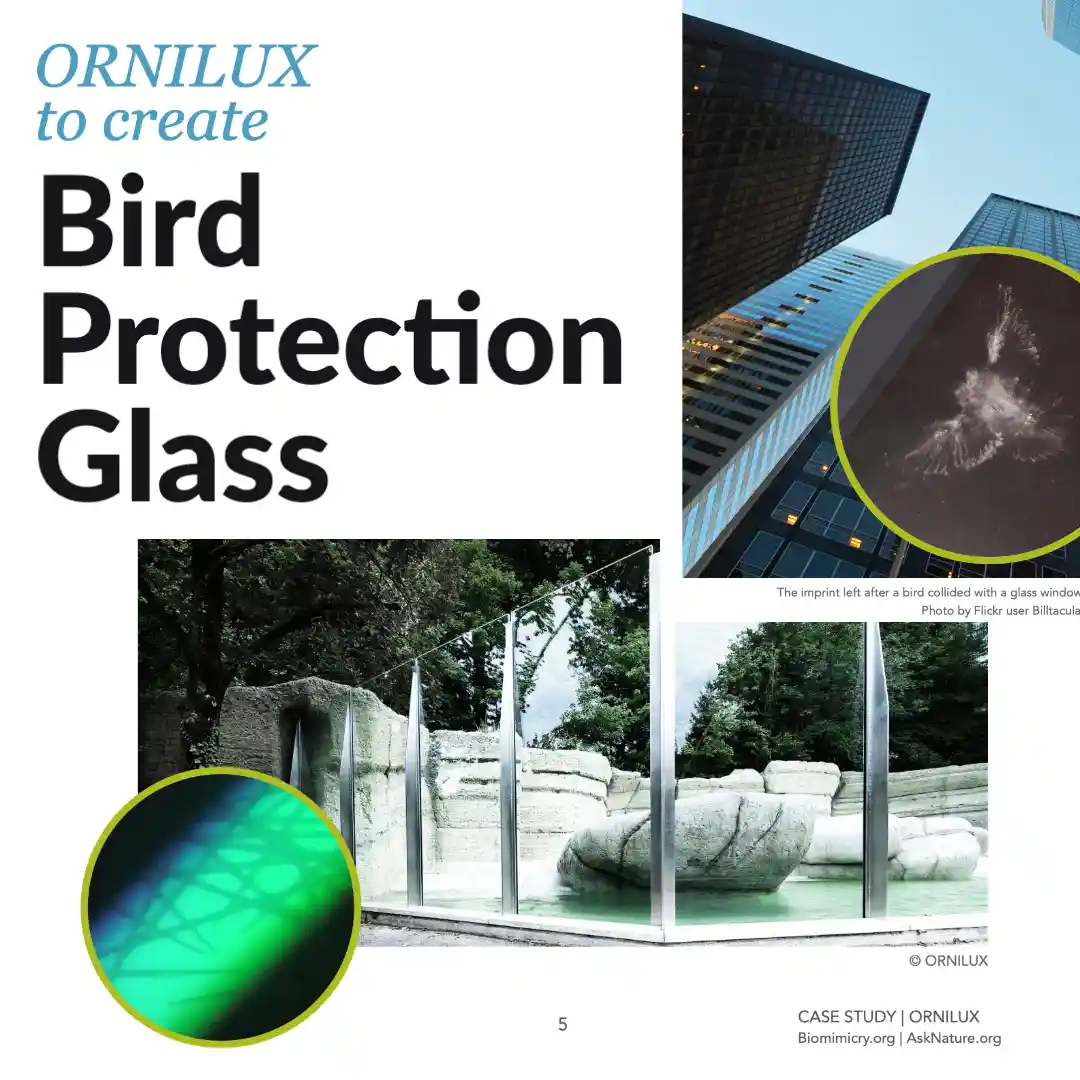 Ornilux bird protection glass featuring UV reflective patterns inspired by spider web silk to prevent bird collisions 2