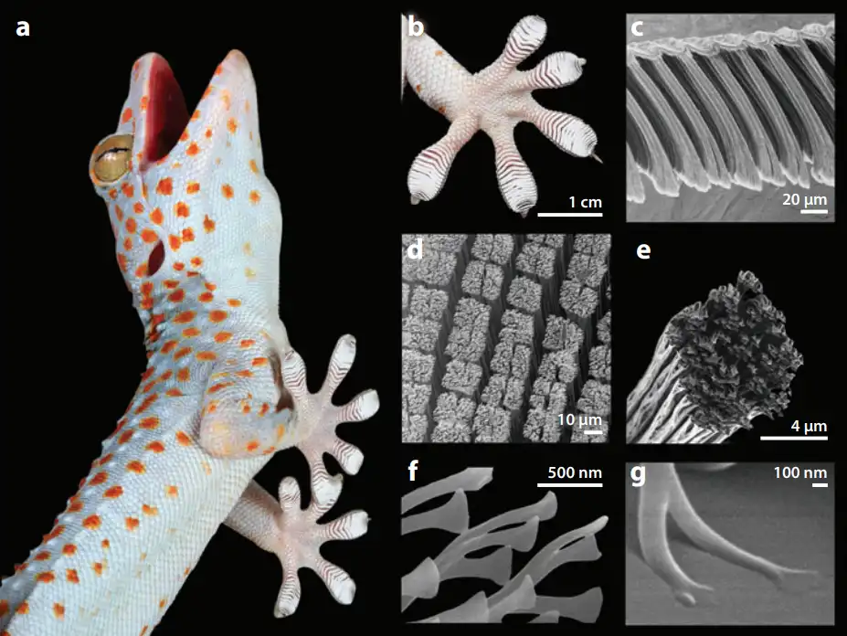 Microscopic view of gecko foot hairs showing Van der Waals forces
