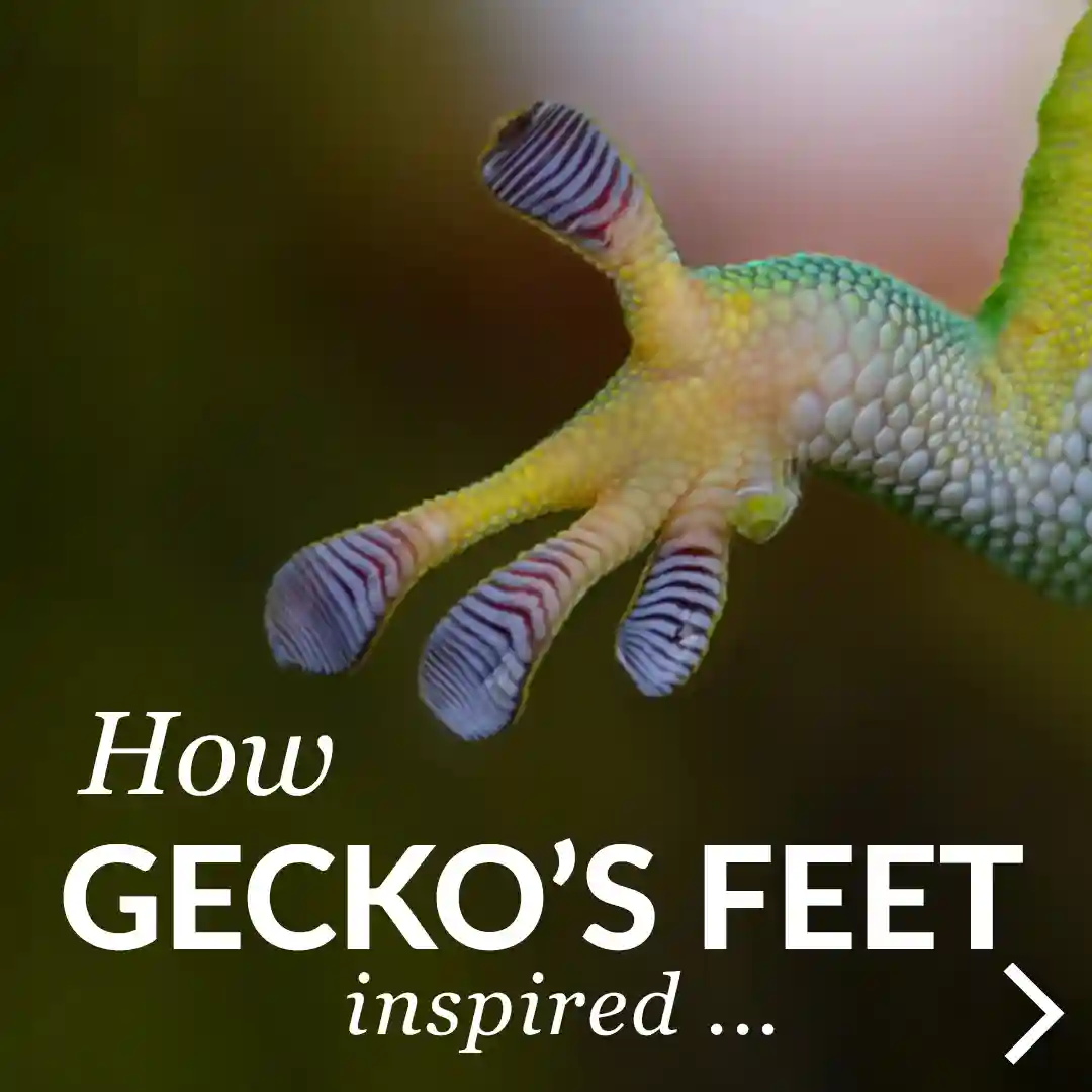Geckskin glue-free adhesive inspired by gecko setae and Van der Waals forces for high-strength sticking 1