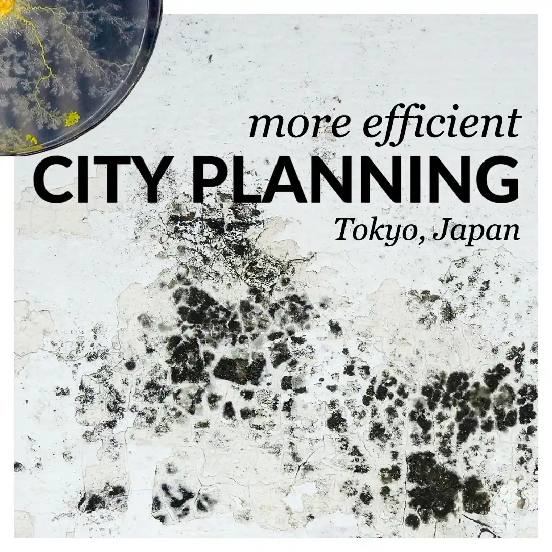 Slime mold Physarum polycephalum mapping efficient rail networks for city planning biomimicry